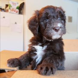 Rusty - Red male Aussiedoodle puppy in Pamplin, Virginia from Hope & Joy Acres