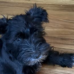 Miniature Schnauzers from Cape Cod Miniature Schanauzer