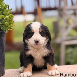 Male 7 - Tri-color male Bernese Mountain Dog puppy in New Haven, Indiana from Maumee Berners