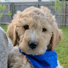 Dustin - Apricot male Goldendoodle puppy in Hendersonville, Tennessee from Ben's Best Buddy Goldendoodles