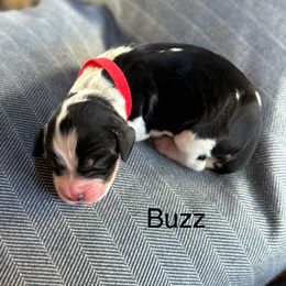 Buzz - Black white and tan male English Springer Spaniel puppy in Hillsboro, Virginia from Hillsboro Springers