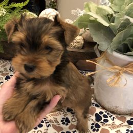 Yorkshire Terrier Puppies from Happy Days Acres and Yorkies