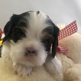Cavalier King Charles Spaniel Puppies from RobinCreek Cavaliers