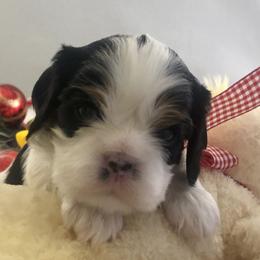 Cavalier King Charles Spaniel Puppies from RobinCreek Cavaliers