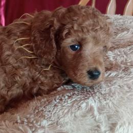 Desmond Majestic Embrace - Apricot male Poodle puppy in Licking, Missouri from Majestic Embrace Poodles