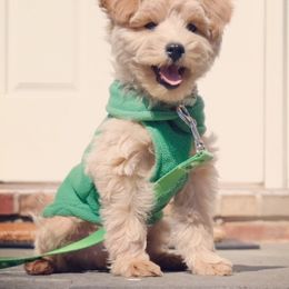 Schnoodle Puppies from Growing Puppies