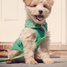 Schnoodle Puppies from Growing Puppies