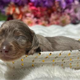Lumi long hair- Pet ONLY - Dapple female Dachshund puppy in Lakeland, Florida from Elite Doxies Florida