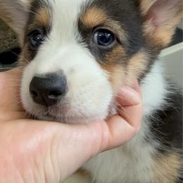 AKC blue multi color eye. - Black and tan male Pembroke Welsh Corgi puppy in Summerfield, Florida from Promise Land Farm