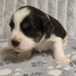 Bailey - Parti male Miniature Schnauzer puppy in Graham, Washington from Kristy's French Bulldogs & Mini Schnauzers