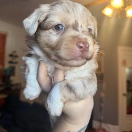 Blossom - Red merle female Miniature Australian Shepherd puppy in Buchanan, Georgia from Stanleyville Farm Mini Aussies