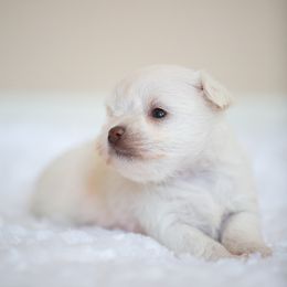 Miniature Schnauzer Puppies from Schnauzah