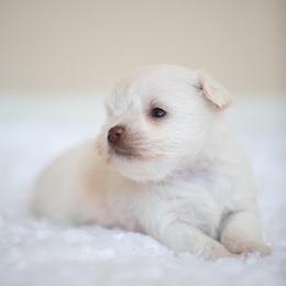 Miniature Schnauzer Puppies from Schnauzah