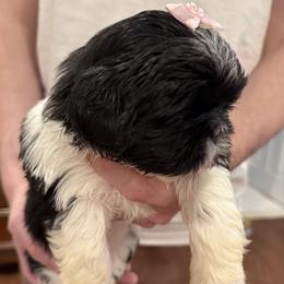 Chanel Fascination of the Empress - Black and white female Shih Tzu puppy in Ellicott City, Maryland from Dr. Dmitriy Kurenbin PURE SHIH TZU Puppies