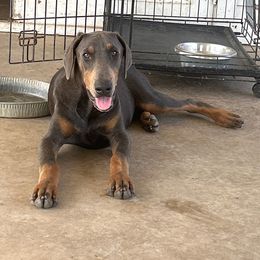 Tank - Doberman Pinscher