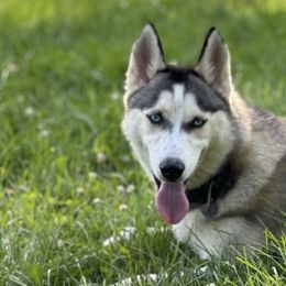 Siberian Huskies from My Husky Lifestyle