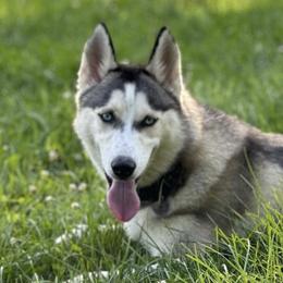 Siberian Huskies from My Husky Lifestyle