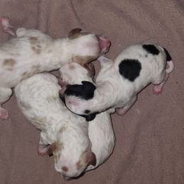 Boy 4 - Parti male Goldendoodle puppy in Colorado Springs, Colorado from Goldendoodles of Colorado  Springs