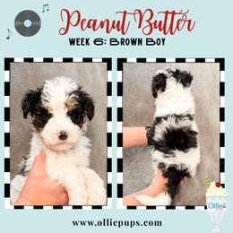 Peanut Butter - Tri-color male Bernedoodle puppy in Boiling Springs, South Carolina from OlliePups, LLC