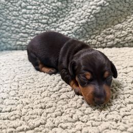 Midnight - Black and tan male Dachshund puppy in Pollok, Texas from Magnolia Kennels