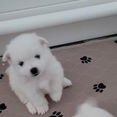 American Eskimo Dog Puppies from Diamond Storm Eskies