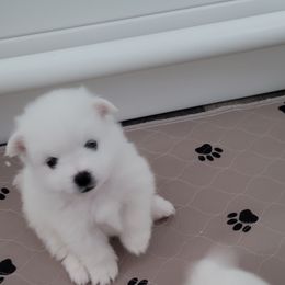 American Eskimo Dog Puppies from Diamond Storm Eskies