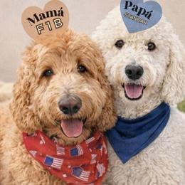 Mía - Goldendoodle