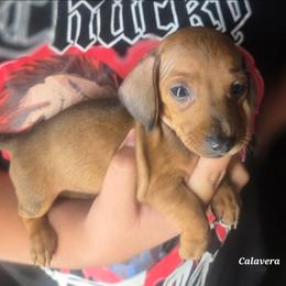 Calavera - Red female Dachshund puppy in Perris, California from Ohana_626_kennels