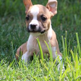 Otter - Red male American Staffordshire Terrier puppy in Guilford County, North Carolina from Explicit Kennel