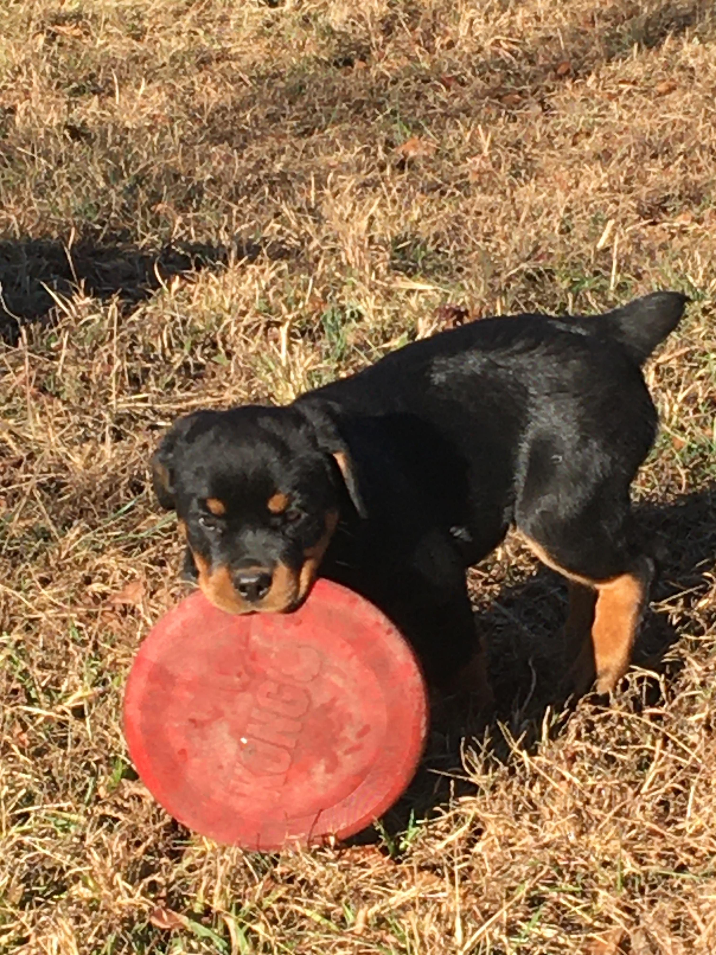 Amberbaum Farms in Tennessee | Rottweiler puppies | Good Dog