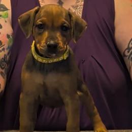 Female 3 - Red female German Pinscher puppy in Chatham, Virginia from WMHK9/Roolyn German Pinschers