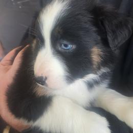 Girl 2 - Black tri-color female Australian Shepherd puppy in Bowler, Wisconsin from Stice's Australian Shepherds