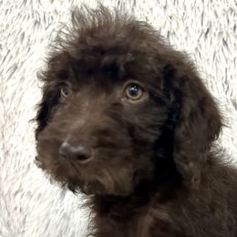 Boy 5 - Black Australian Labradoodle puppy in Peoria, Arizona from Kalolabradoodles