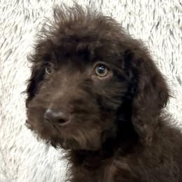 Boy 5 - Black Australian Labradoodle puppy in Peoria, Arizona from Kalolabradoodles