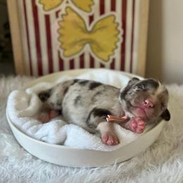 Rotini - White and red merle female Bordoodle puppy in Valley Center, California from Circle R Valley Bordoodls