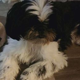 CaliAnne - Shih Tzu