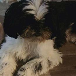 CaliAnne - Shih Tzu