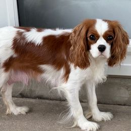 Lady - Cavalier King Charles Spaniel