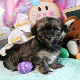Havanese Puppies from KingsKids Havanese