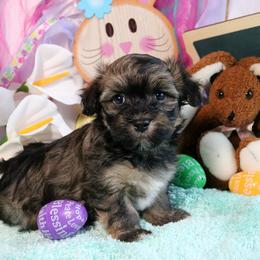 Havanese Puppies from KingsKids Havanese