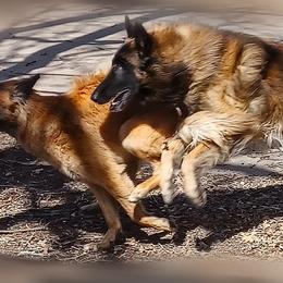 Belgian Tervuren from bonfire