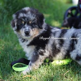 Oceanus 🌊 - Miniature American Shepherd puppy from Royal Hawaiian Aussies LLC