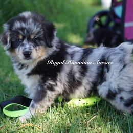 Oceanus 🌊 - Miniature American Shepherd puppy from Royal Hawaiian Aussies LLC