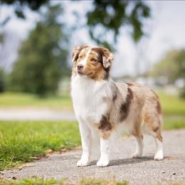 Enigma - Miniature American Shepherd