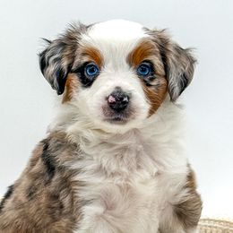 Australian Shepherds, Miniature Australian Shepherds, and Toy Australian Shepherds from Rigas Mini Aussies LLC