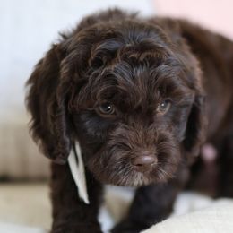 Emi (white collar female) - Chocolate female Cavapoo puppy in Beckley, West Virginia from By Design Doodles