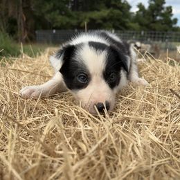 Boy 1 - B - Black and white male Border Collie puppy in Annona, Texas from Madeline's Border Collies