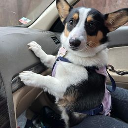 American Corgi and Pembroke Welsh Corgi Puppies from Beebe’s Corgis