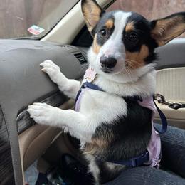 American Corgi and Pembroke Welsh Corgi Puppies from Beebe’s Corgis