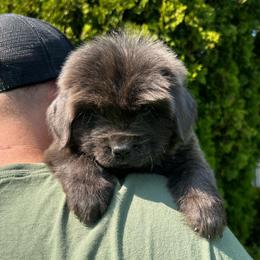 Gray Male - Orange Collar - Gray male Newfoundland puppy in New York from Johnson Farms